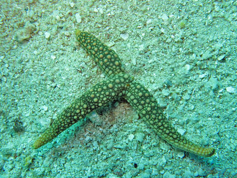 Image of Rose sea star