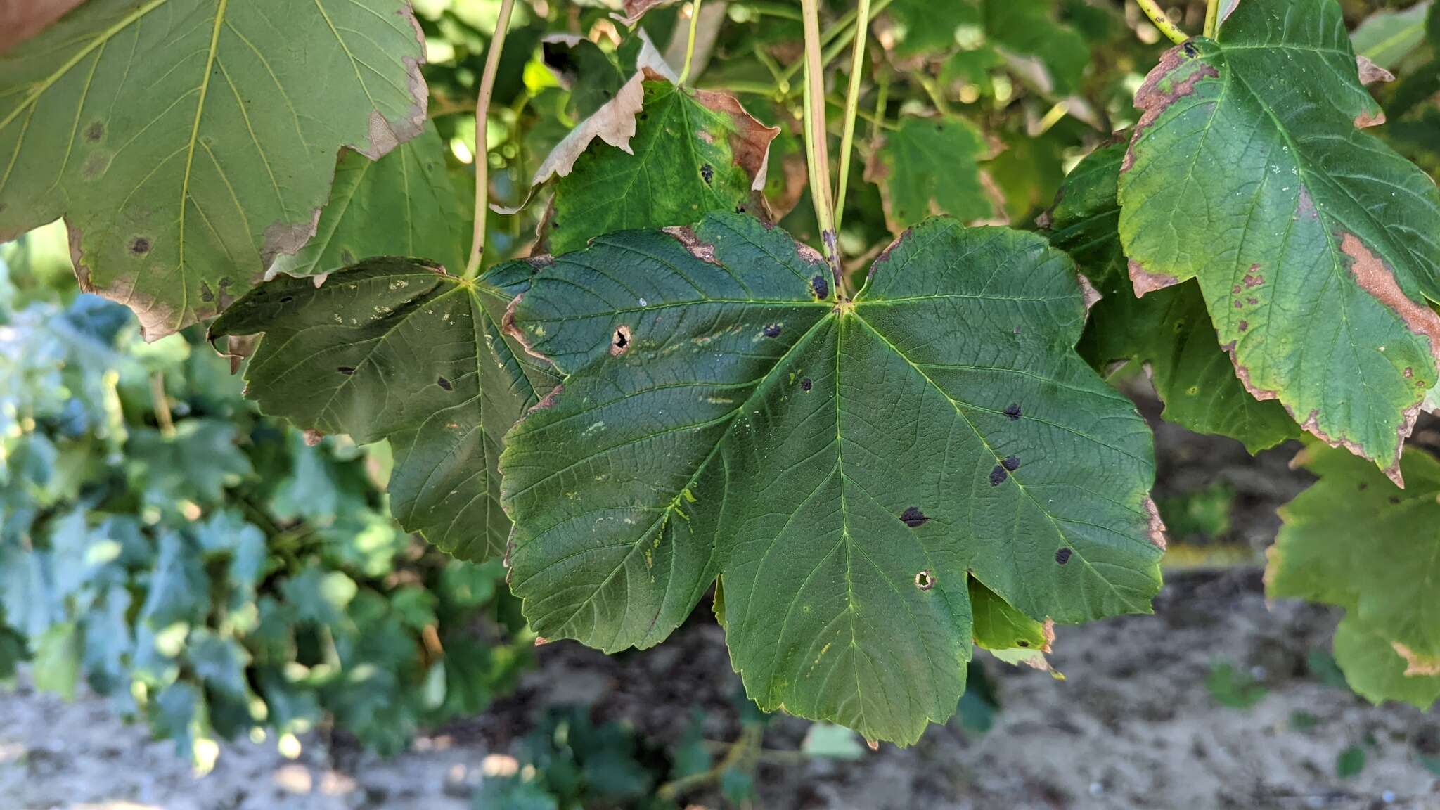 Image of European tar spot