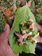 Image of Dipterocarpus bourdillonii Brandis