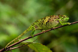 Image de Caméléon à voile du Cameroun