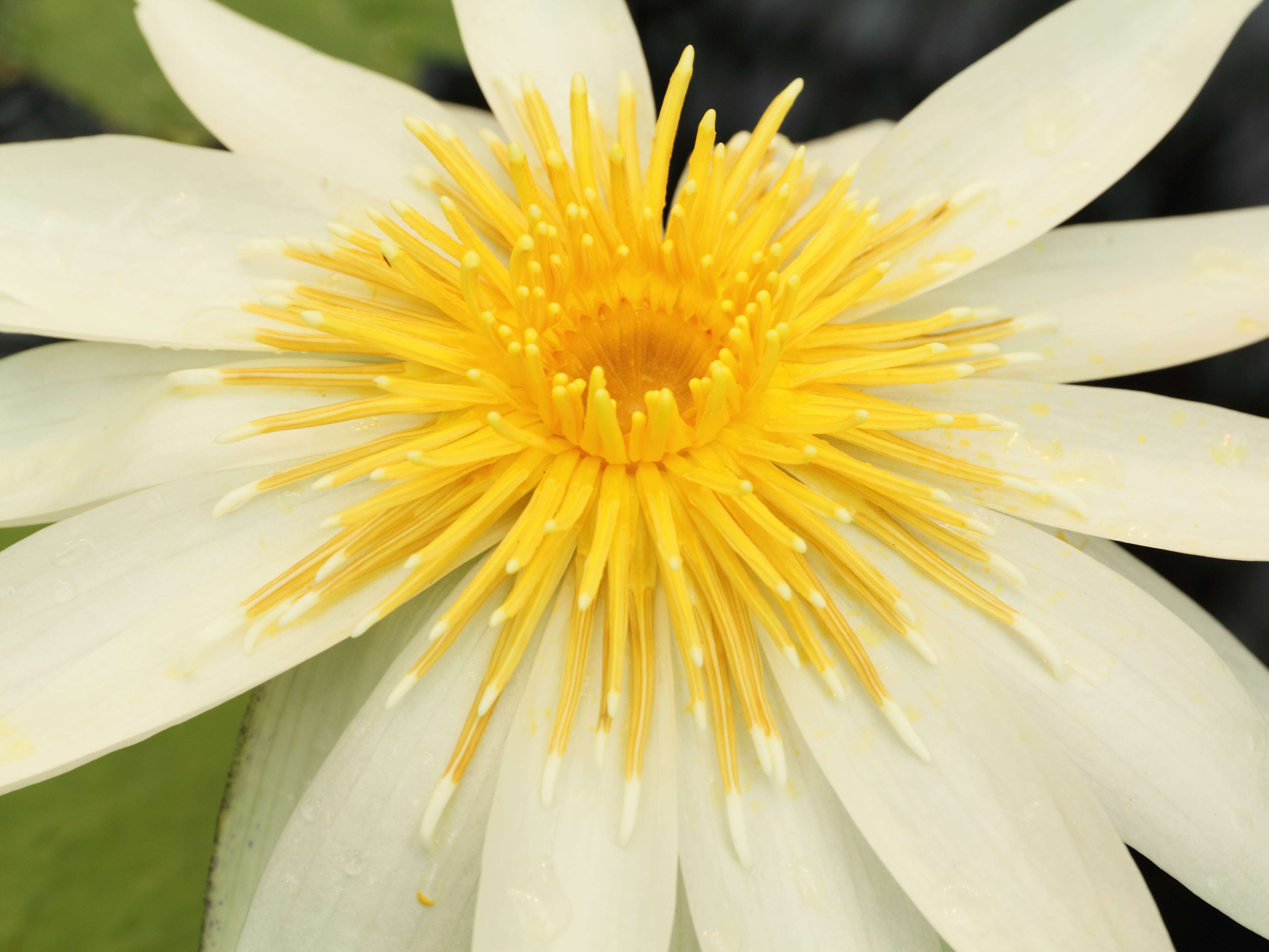 Image of Dotleaf waterlily