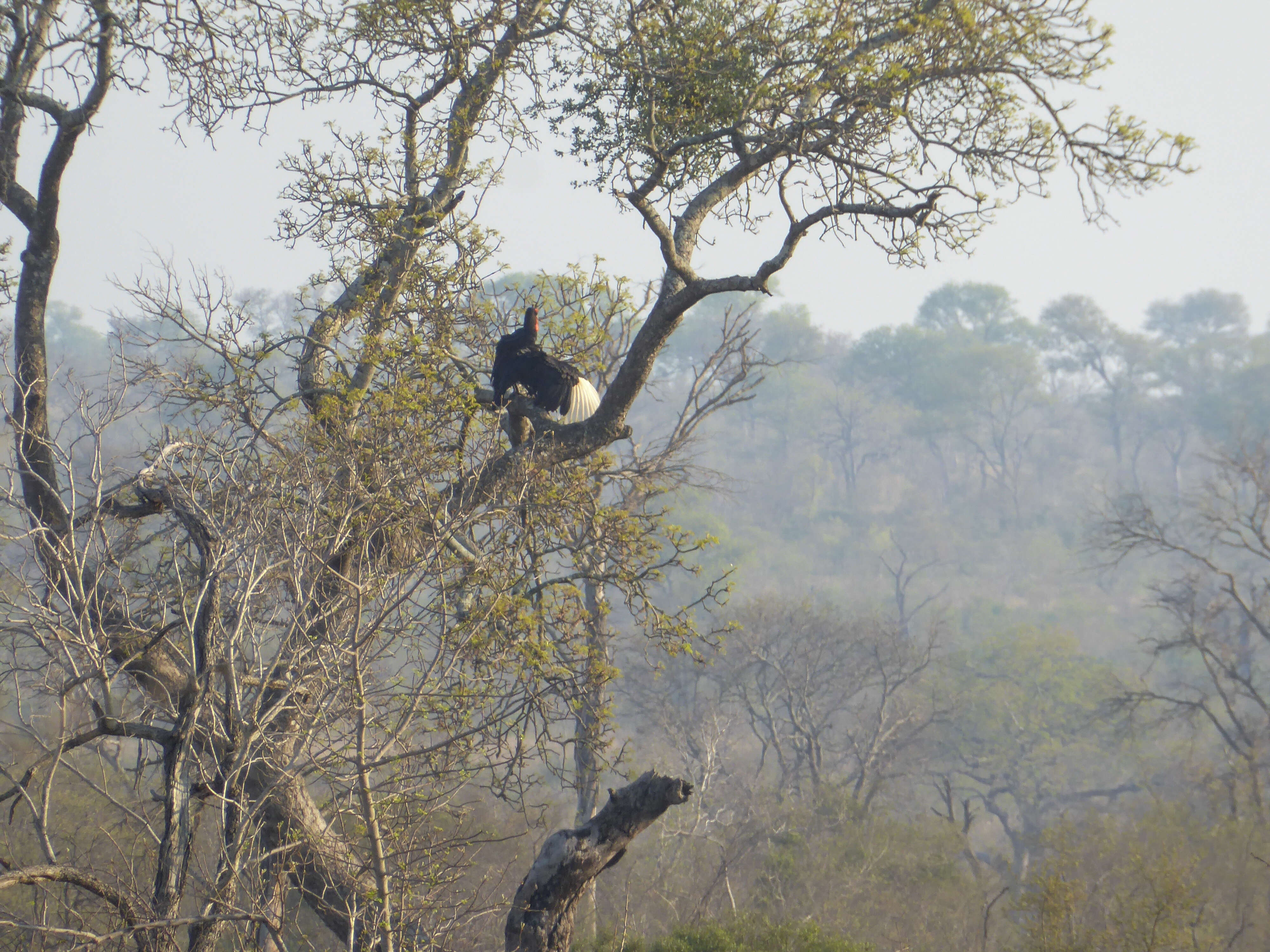 Image of Southern Ground Hornbill