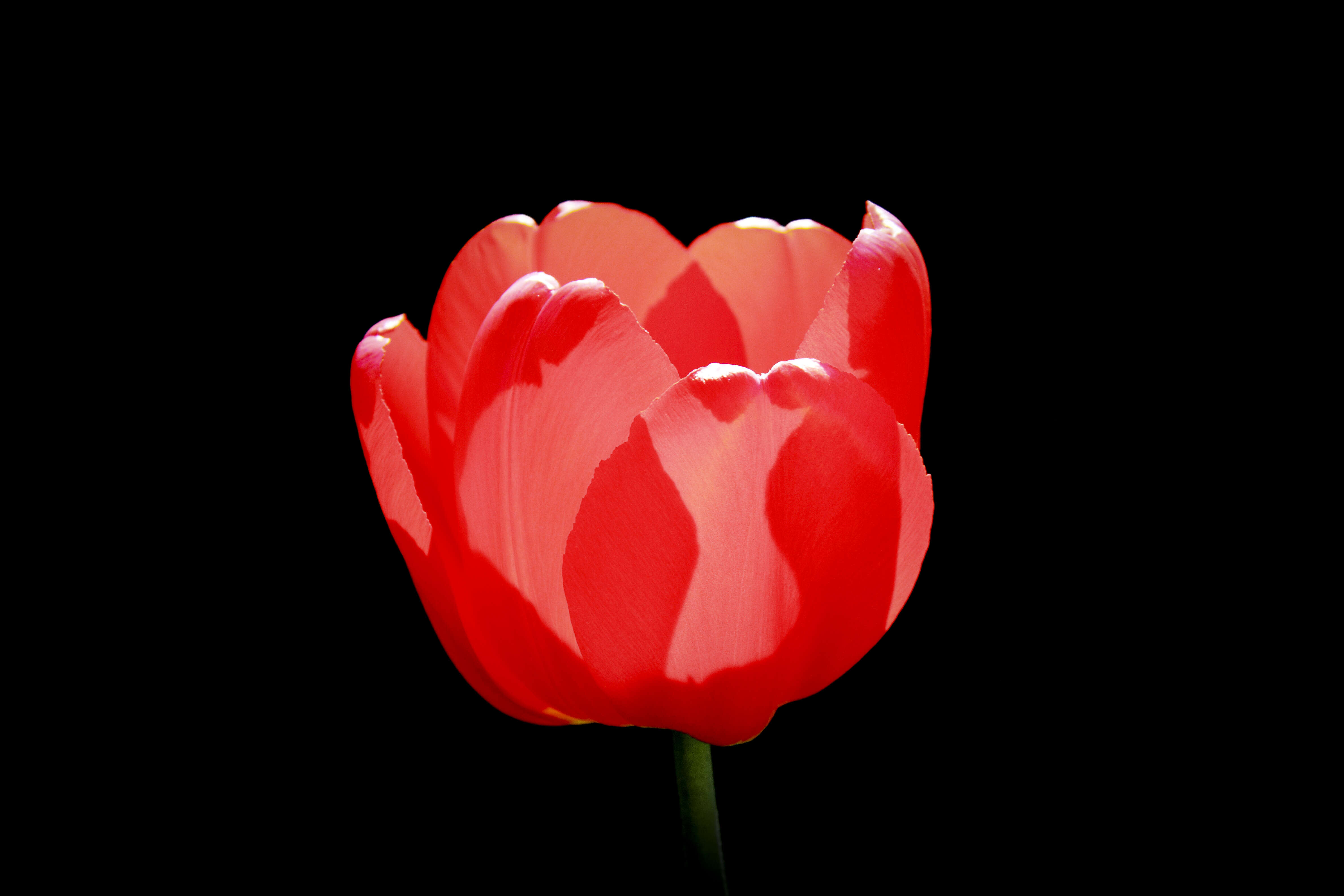 Image de tulipe