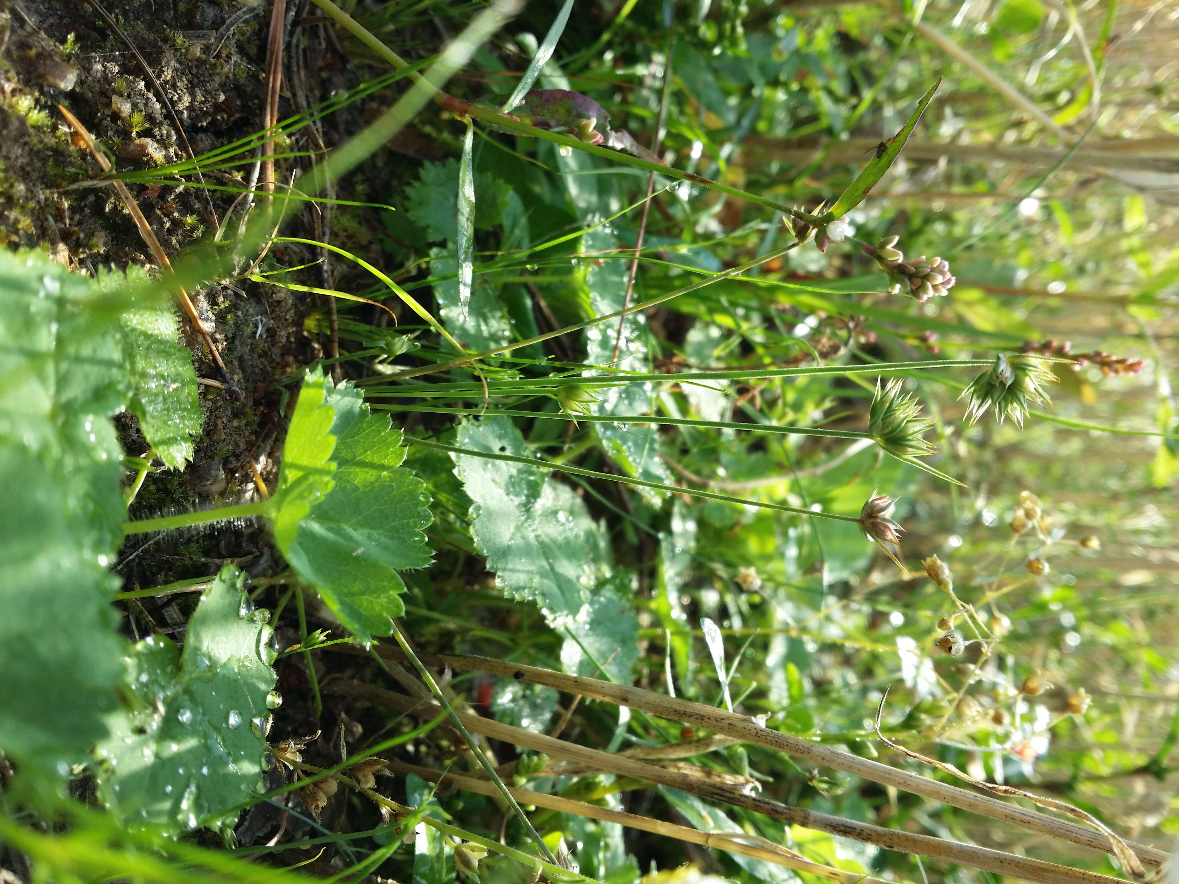 Image of dwarf rush