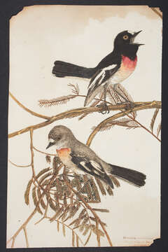 Image of Scarlet Robin