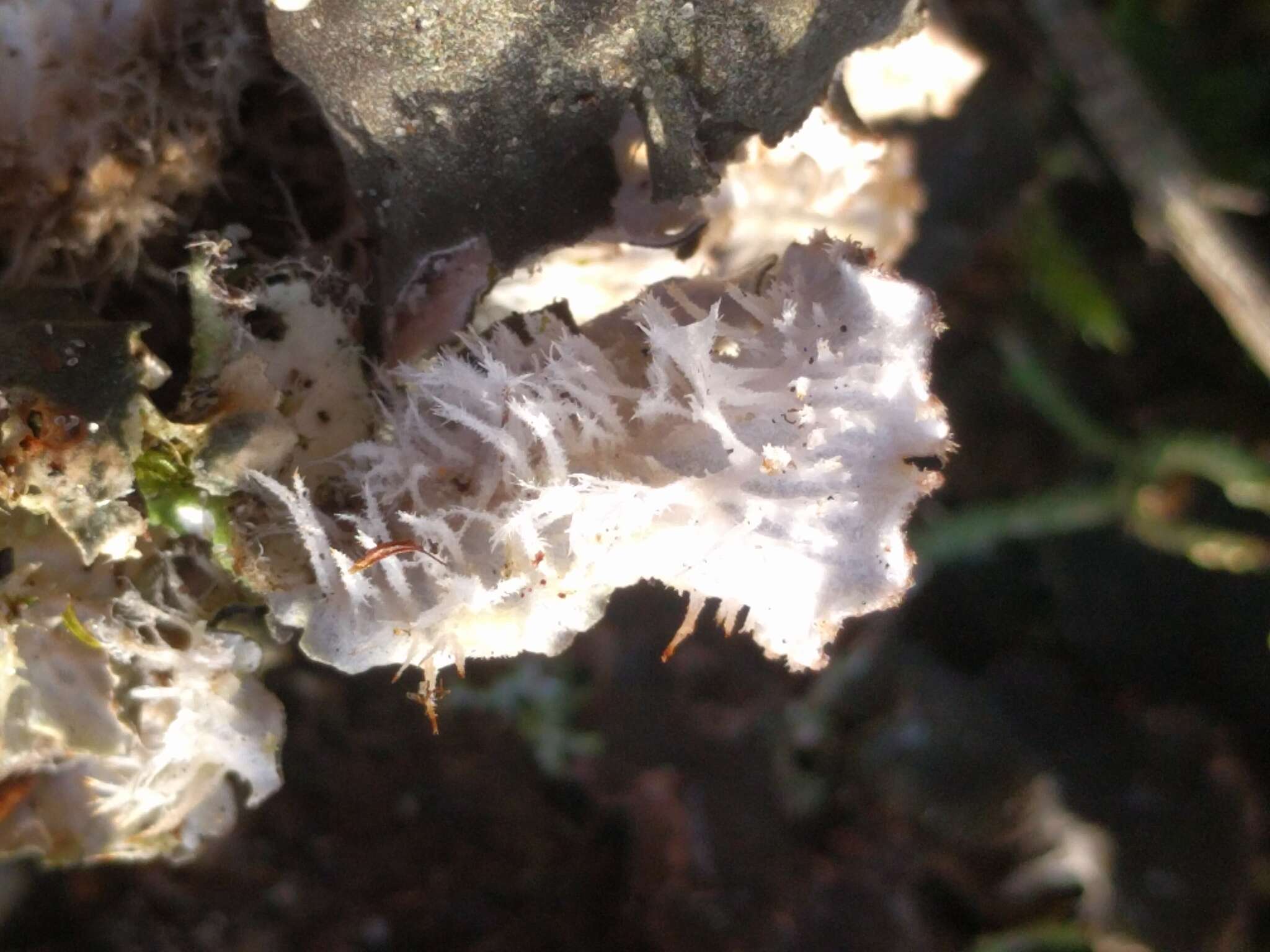 Image of felt lichen