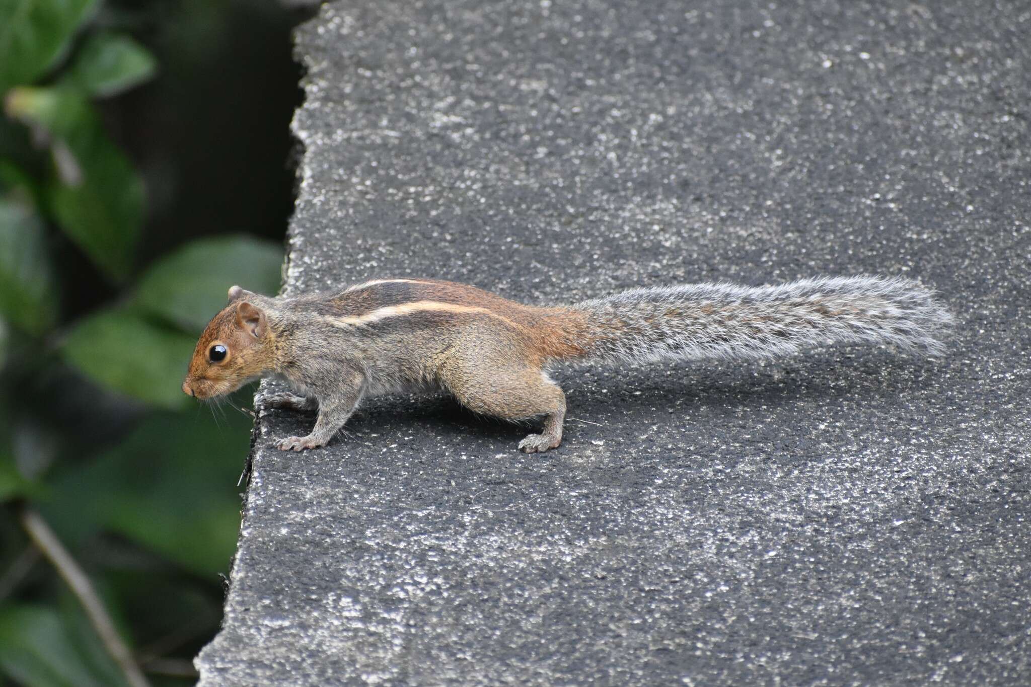 Sivun Funambulus tristriatus (Waterhouse 1837) kuva