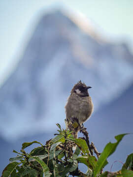 Imagem de Pycnonotus leucogenys (Gray & JE 1835)