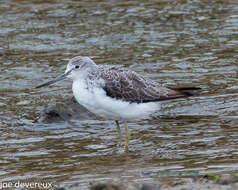 Image of Common Greenshank