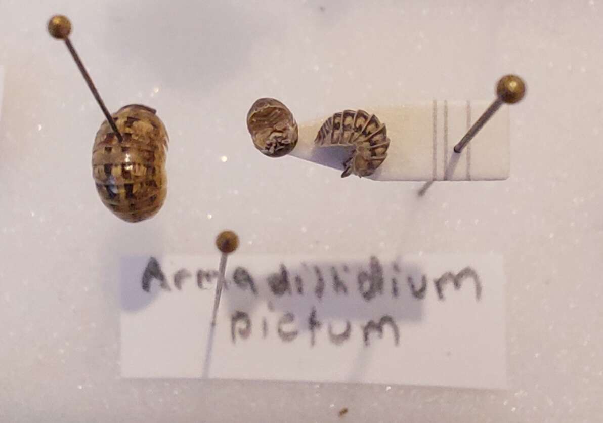 Image of Armadillidium pictum Brandt 1833