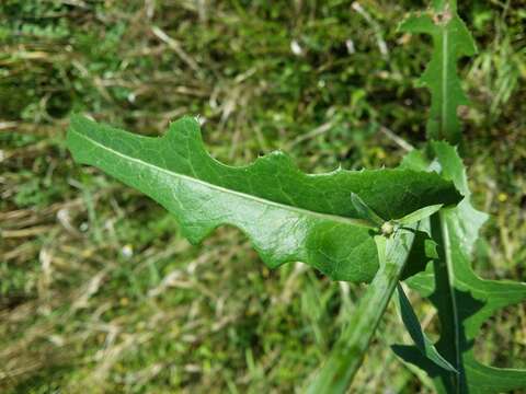 Plancia ëd Sonchus arvensis L.