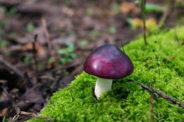 Image de Russula atropurpurea (Krombh.) Britzelm. 1893