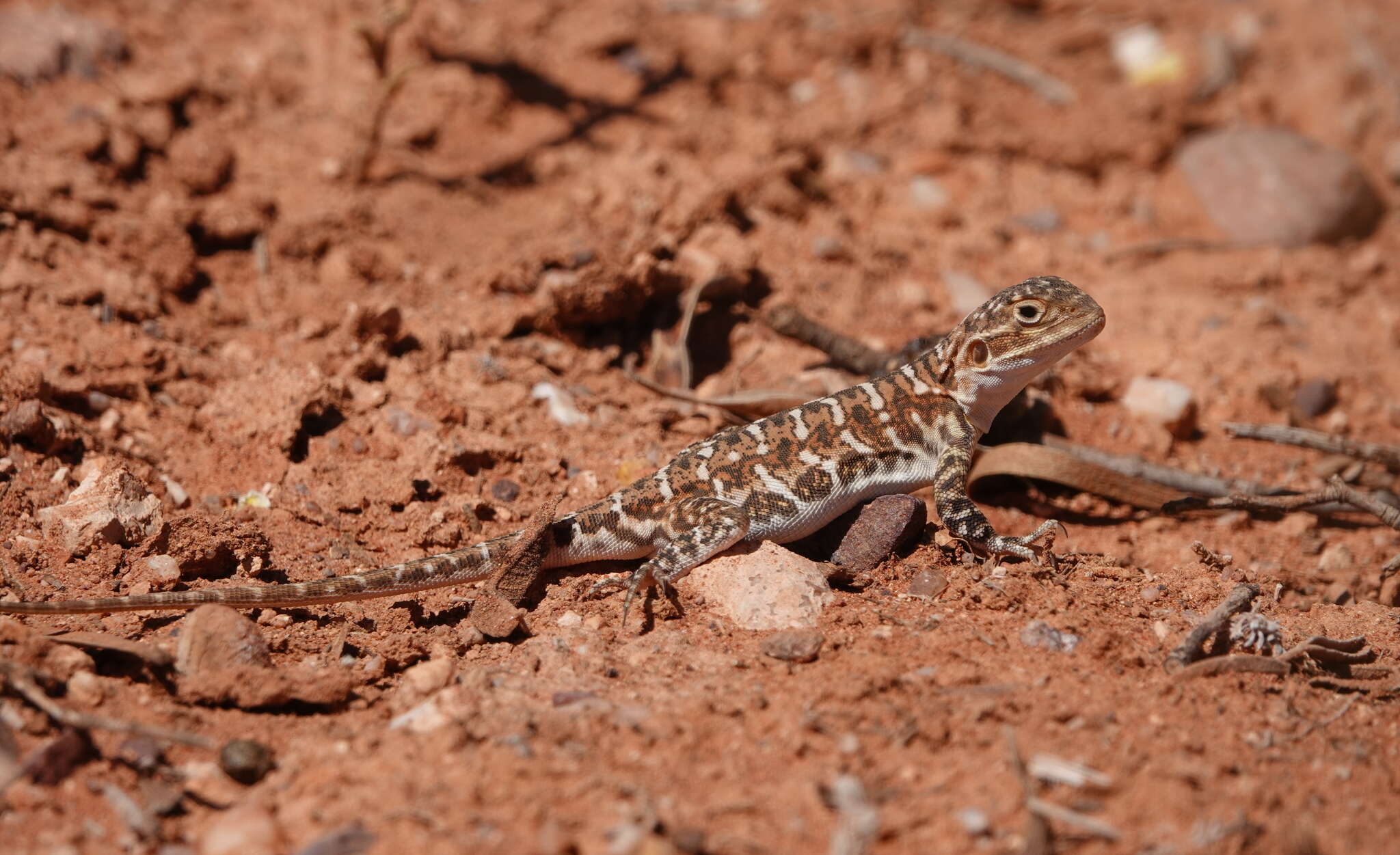 Ctenophorus pictus (Peters 1866) resmi