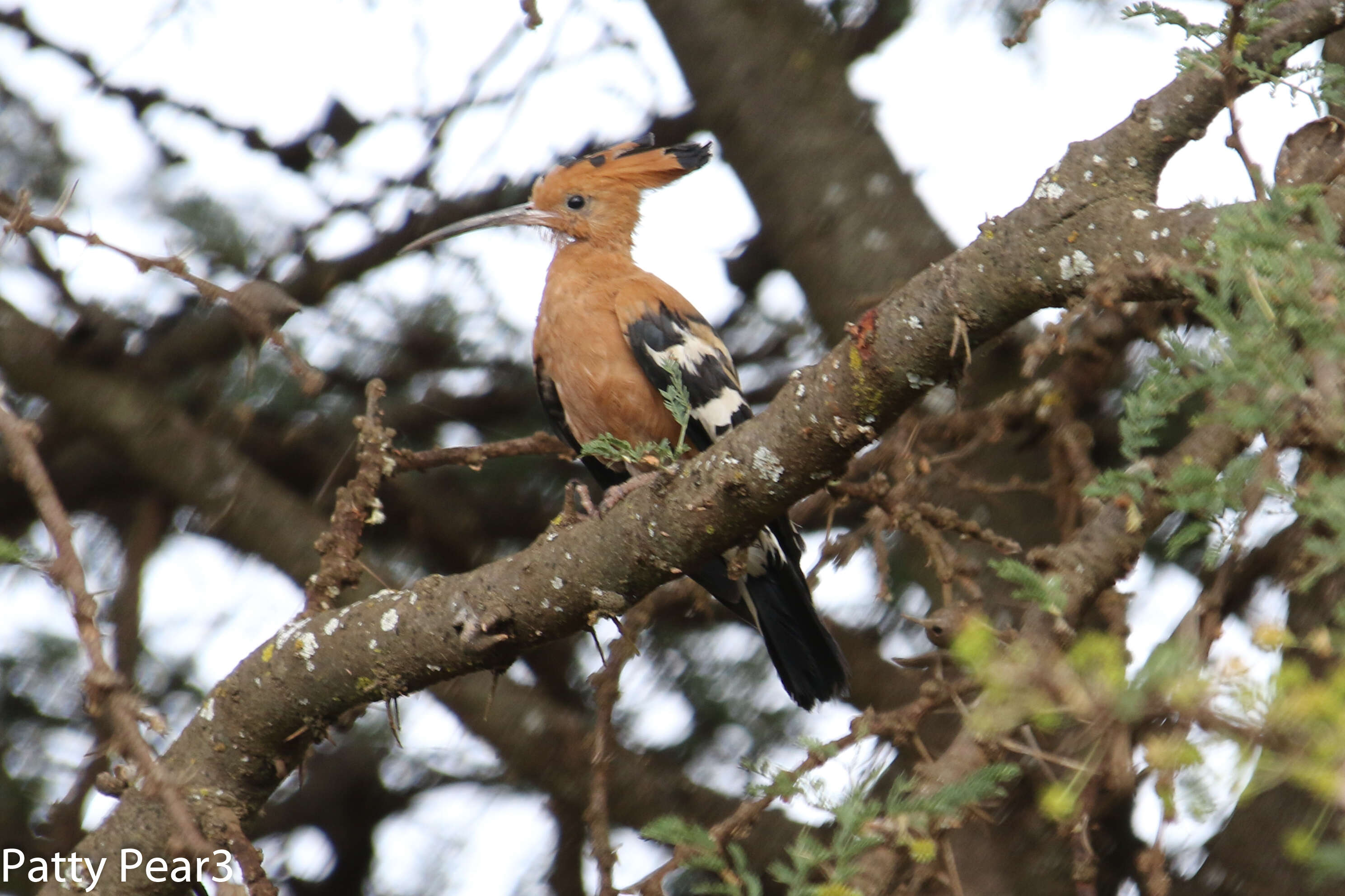 Image of African Hoopoe