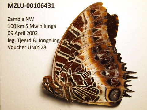 Charaxes pollux的圖片