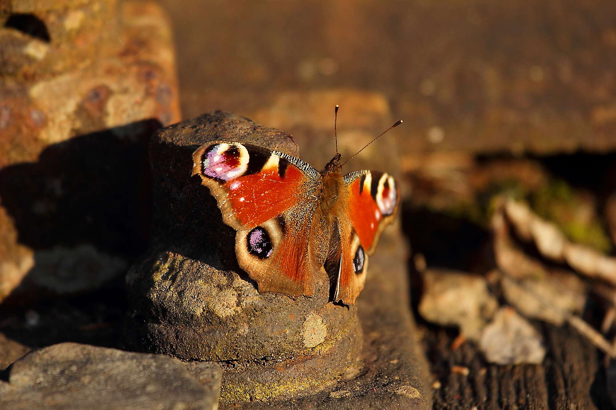 Image of Aglais io