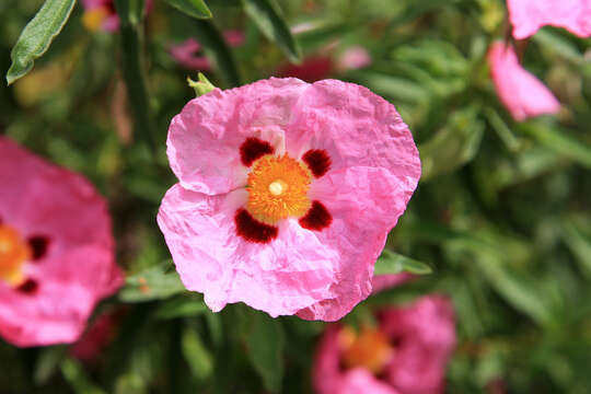 Image of Cistus creticus L.