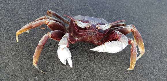 Image of Horned Ghost Crab