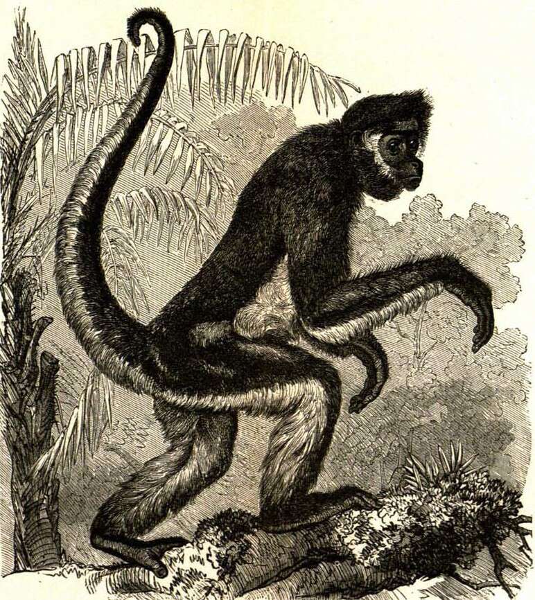 Image of Long-haired Spider Monkey