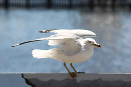 Image of Ring-billed Gull