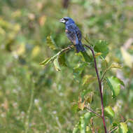 Image of Blue Grosbeak