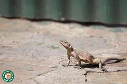 Image of Mwanza Flat-headed Rock Agama