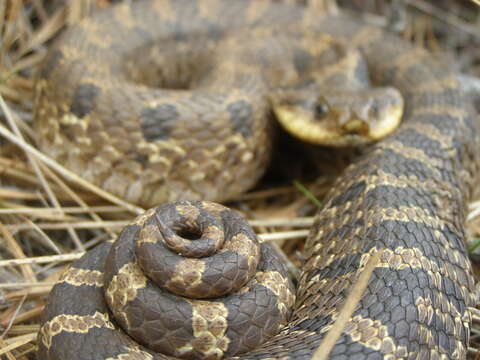 Image of North American Hog-nosed Snakes