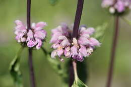 Image de Phlomoides tuberosa (L.) Moench