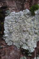 Image of diploicia lichen