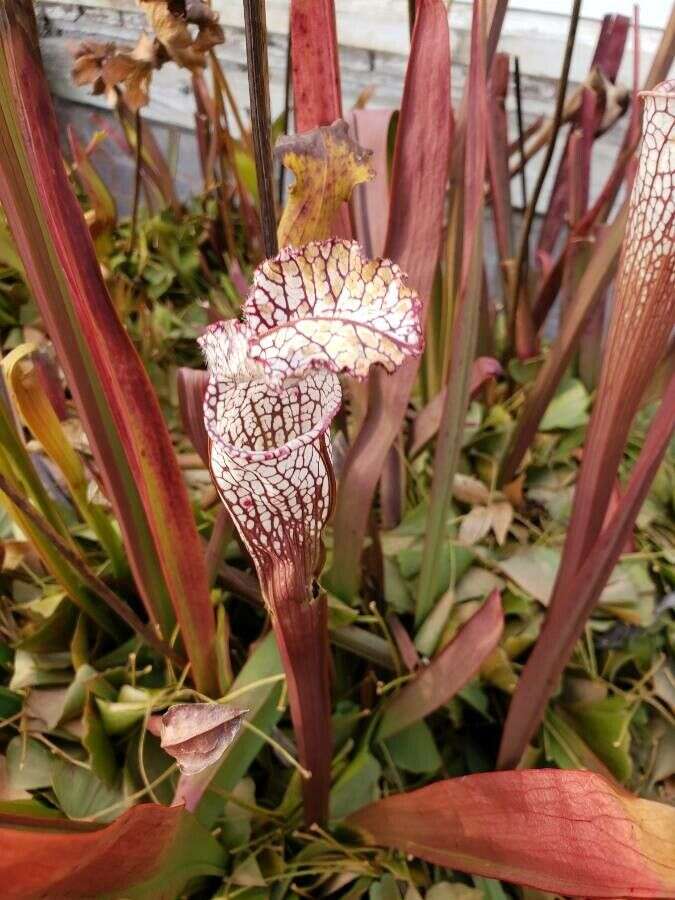 Image of crimson pitcherplant