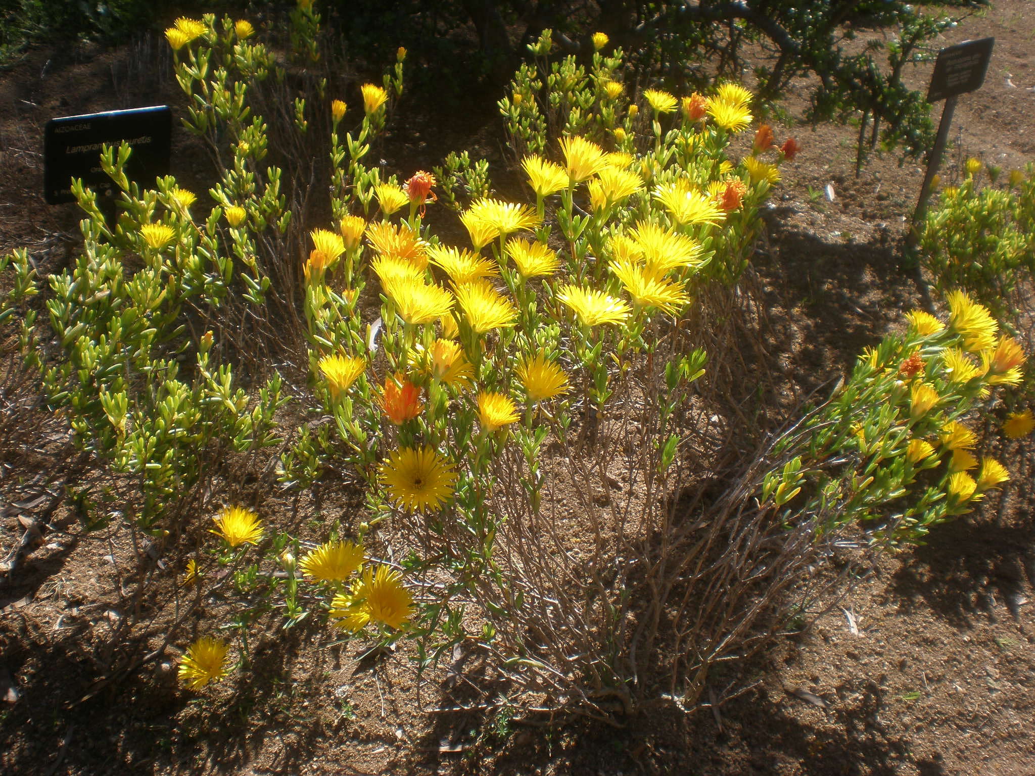 Image of Lampranthus aureus (L.) N. E. Br.