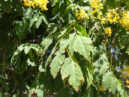 Image of Golden-rain tree