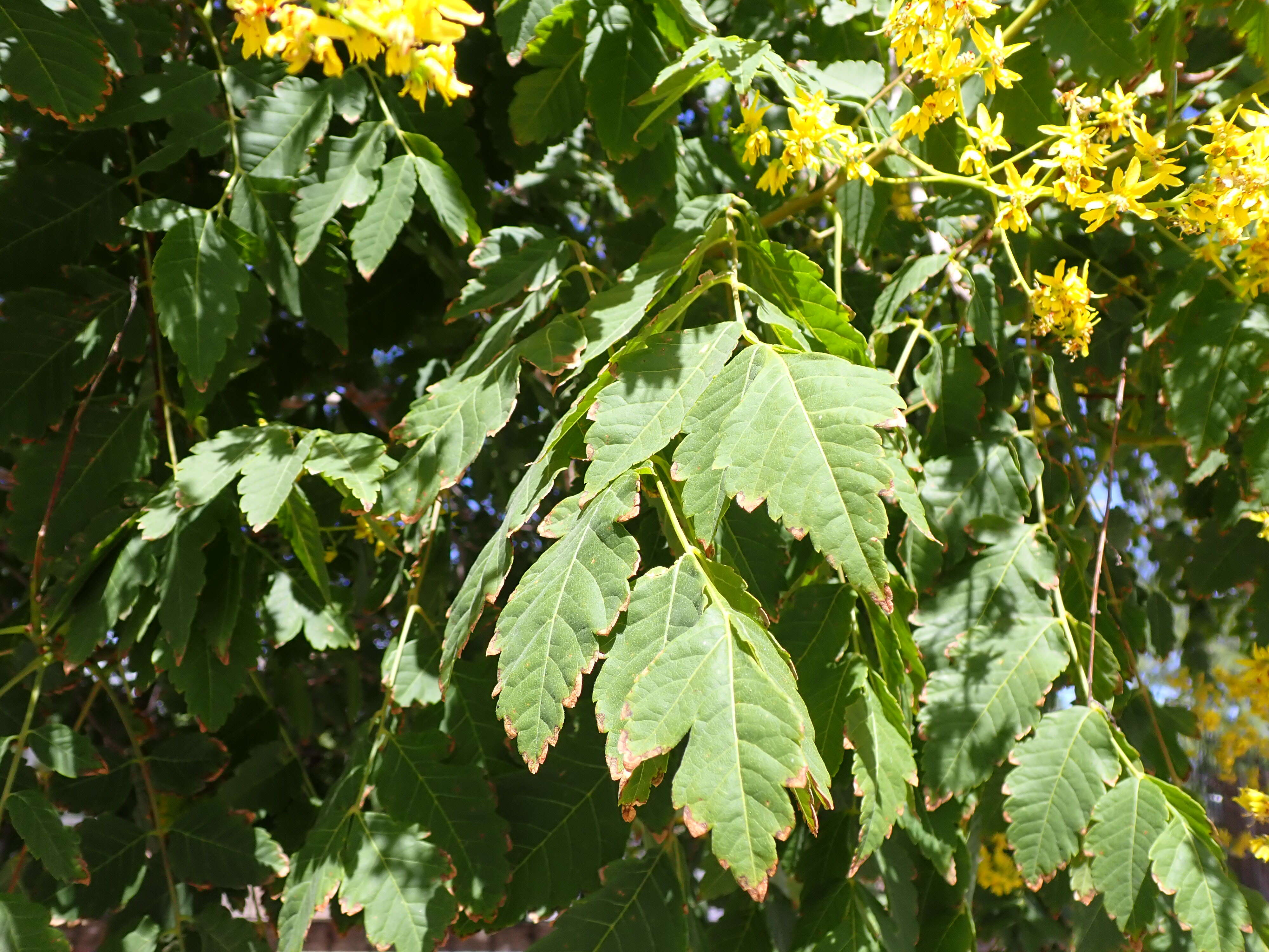 Image of Golden-rain tree