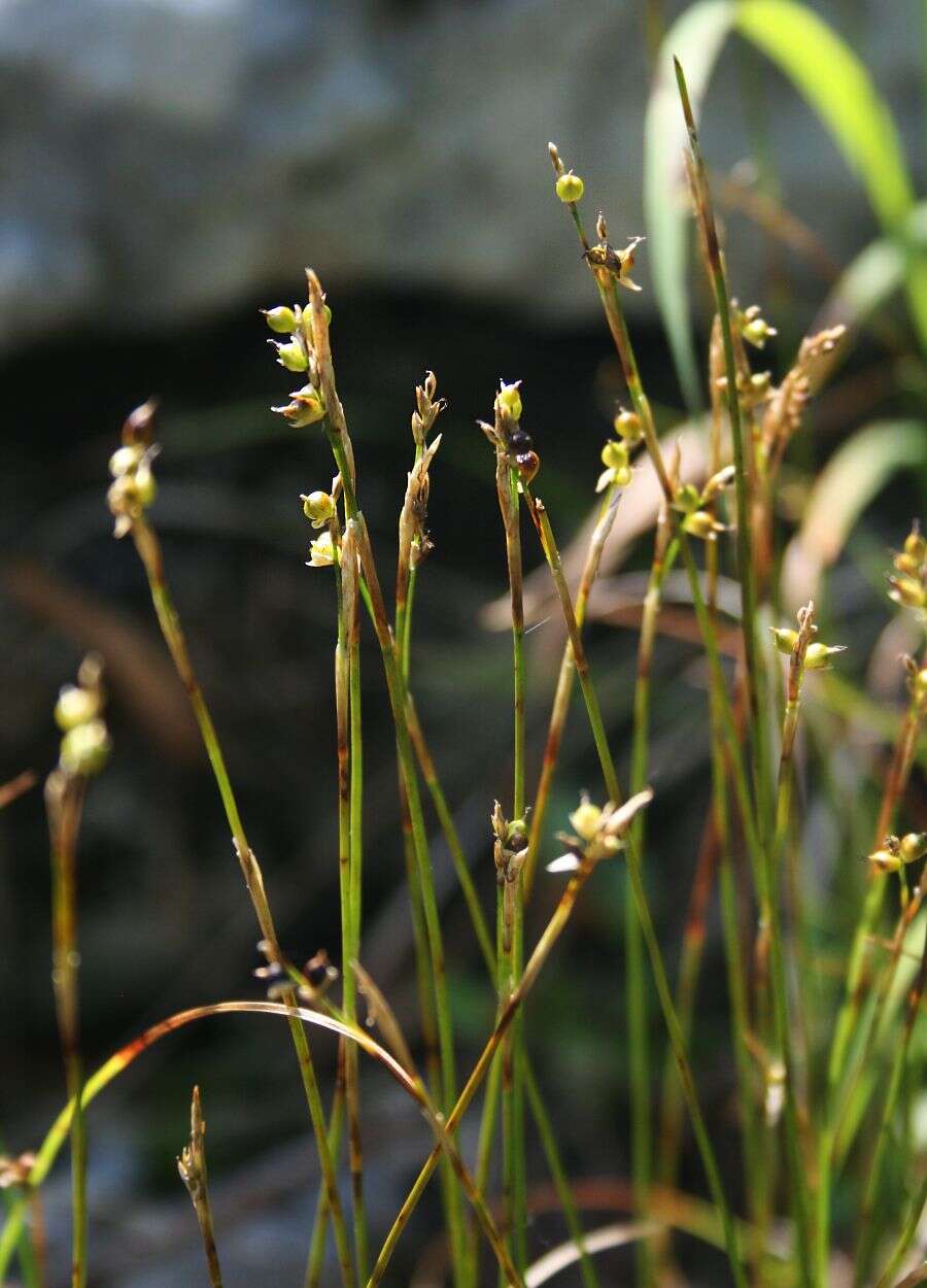 Image de Carex alba Scop.