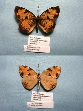 Image of Phyciodes cocyta