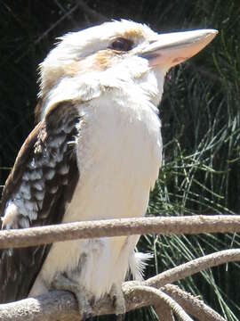 Image of Kookaburra