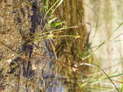 Image of dwarf rush