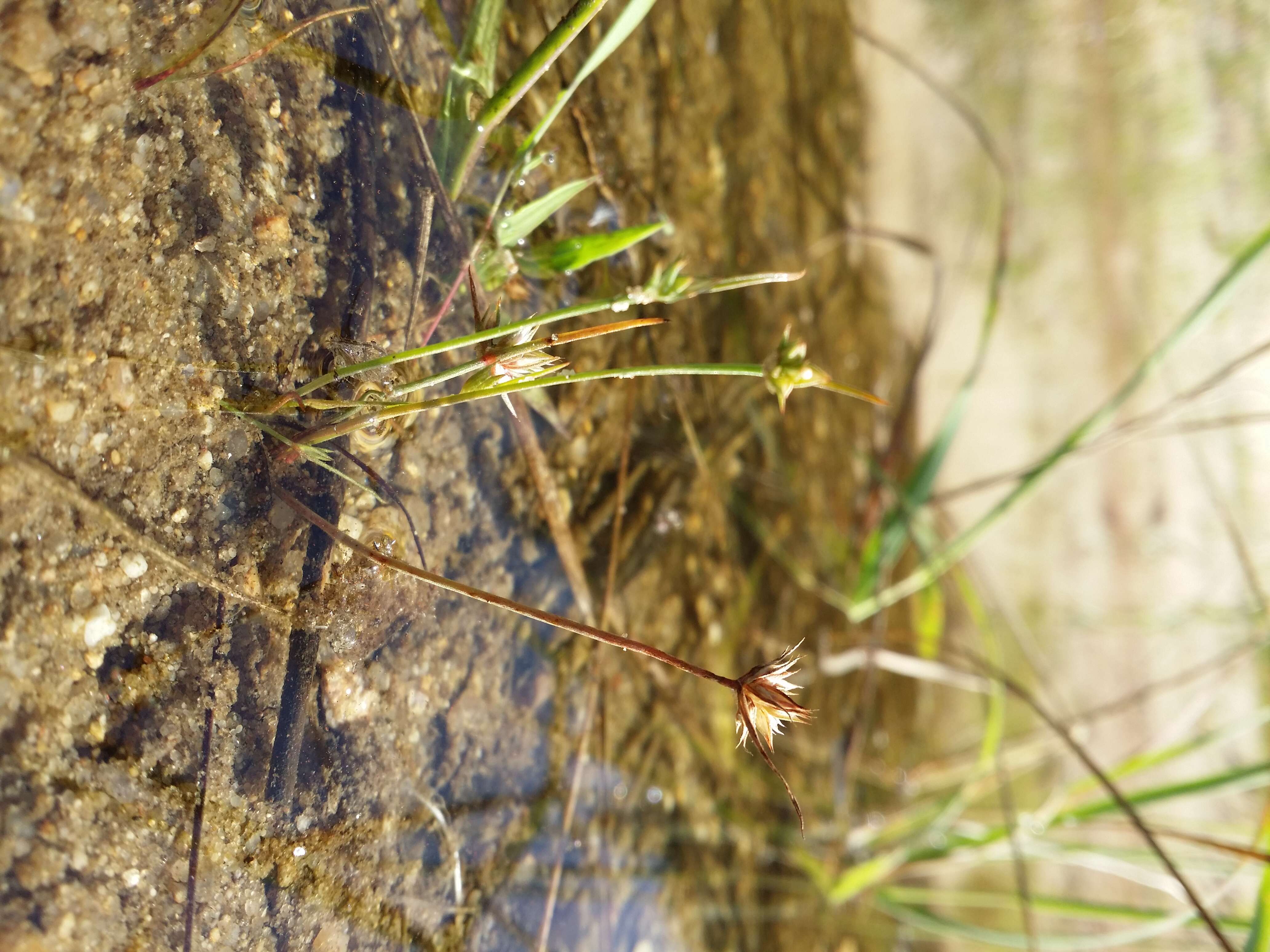 Image of dwarf rush