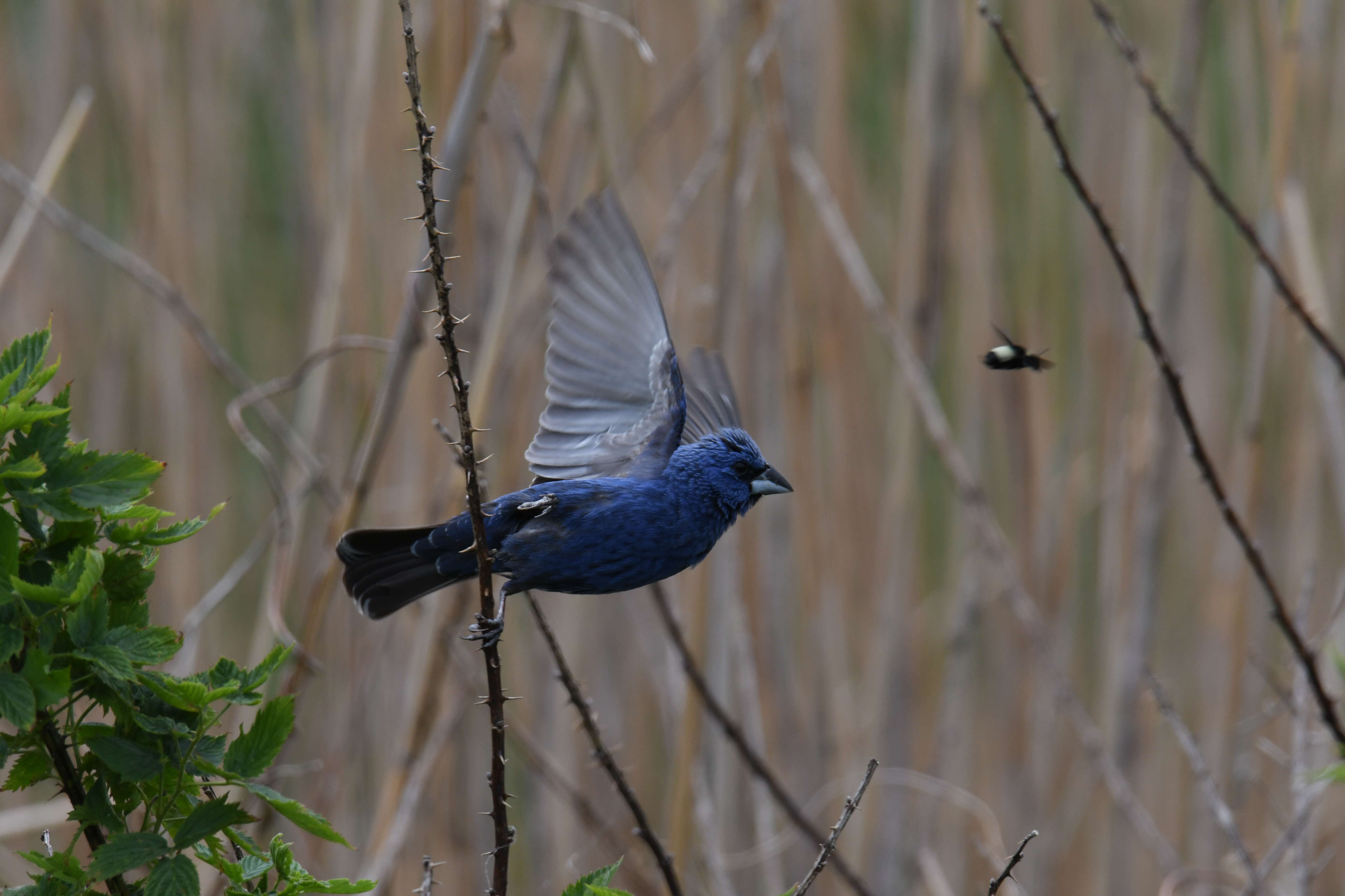 Image of Blue Grosbeak