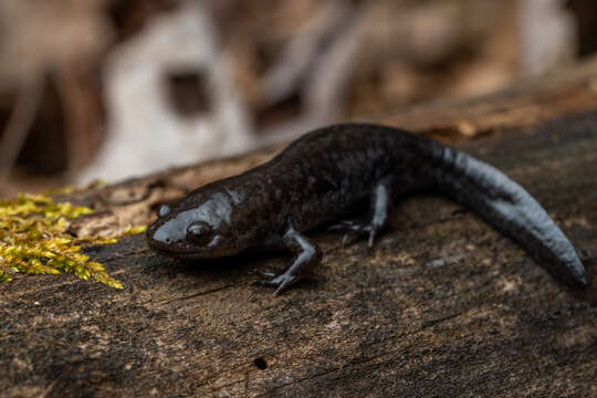 Image of Mole Salamander