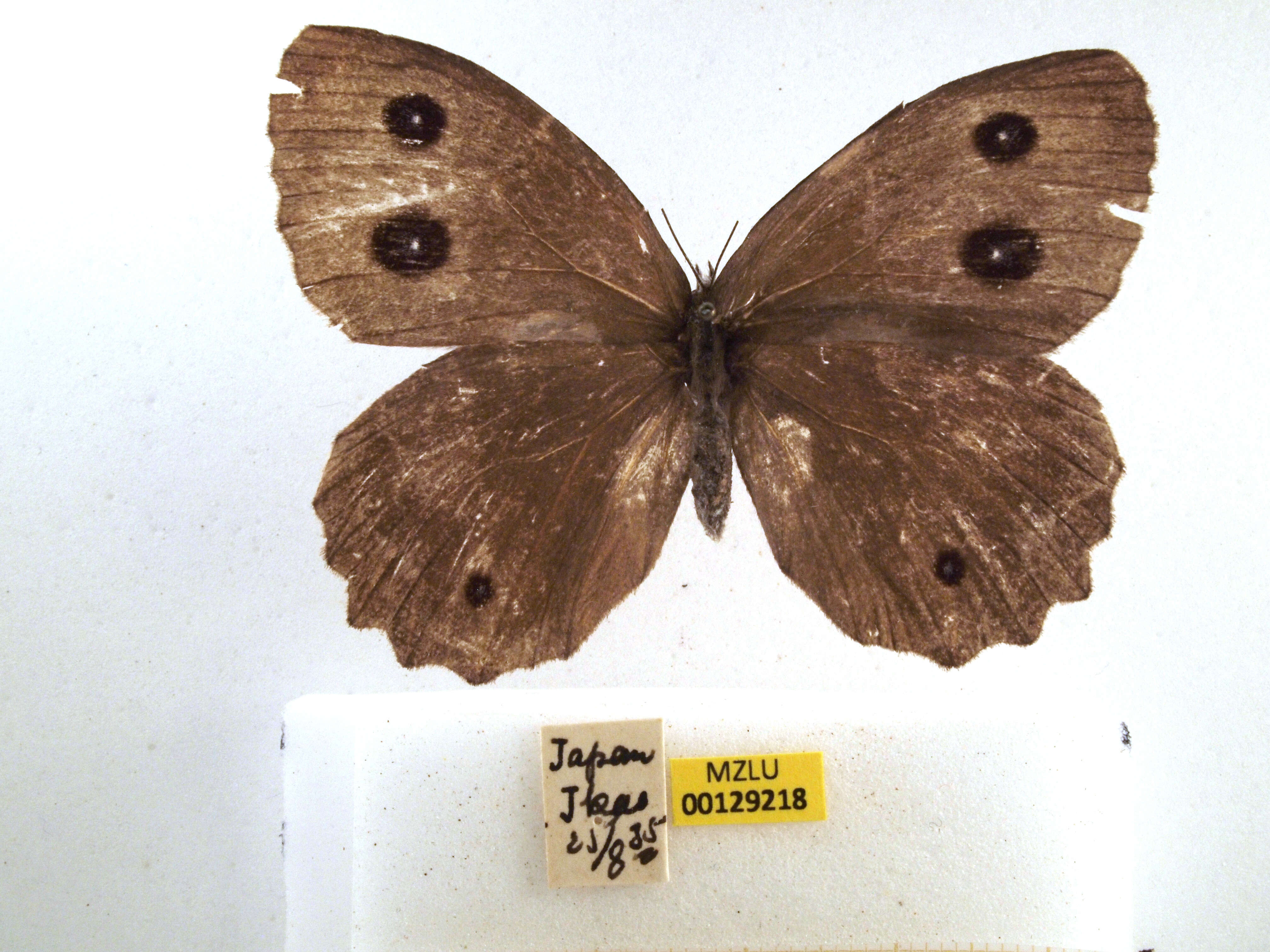 Image of Minois dryas