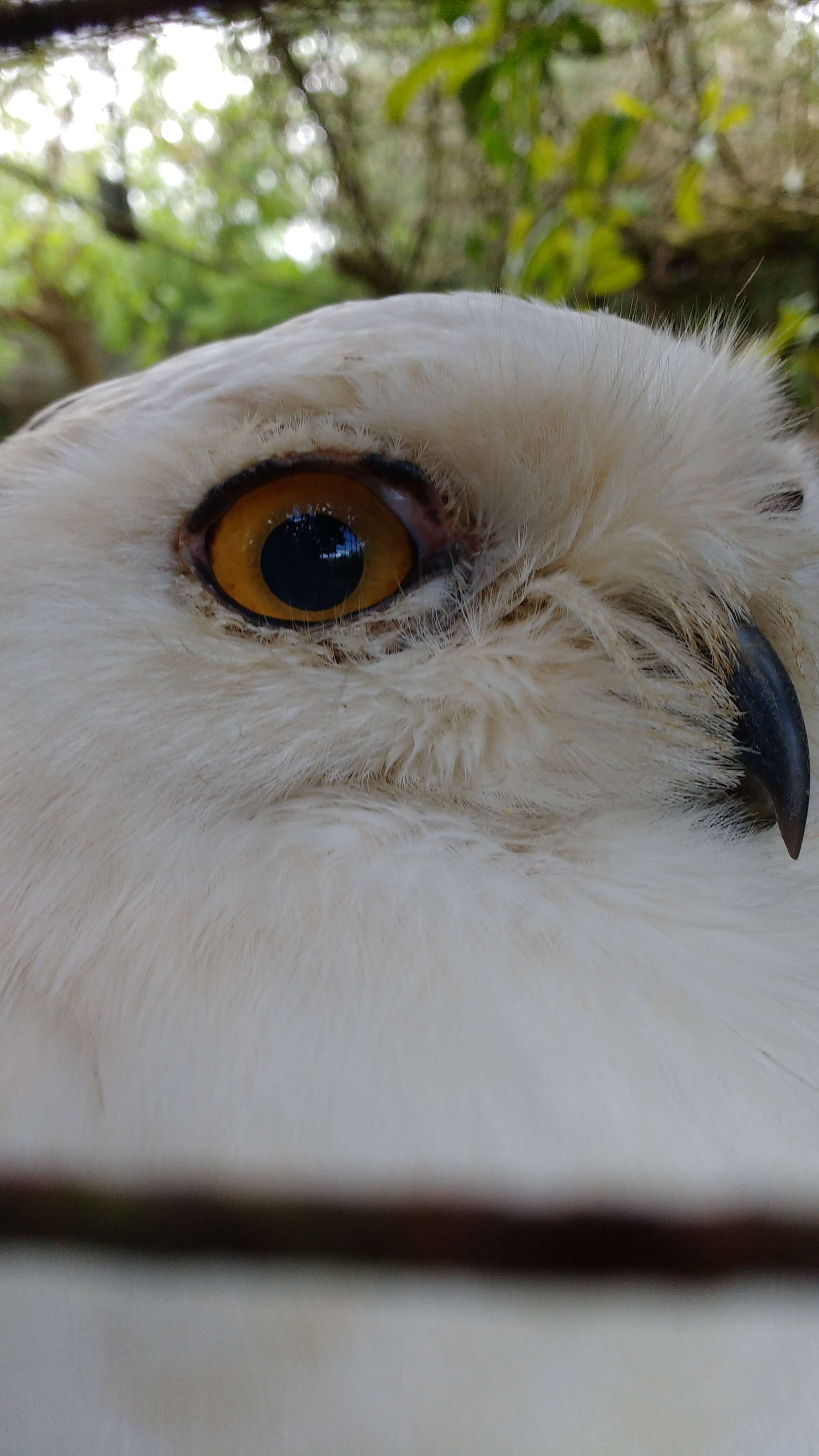 Imagem de Bubo scandiacus (Linnaeus 1758)