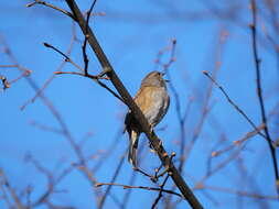 Image of Dunnock