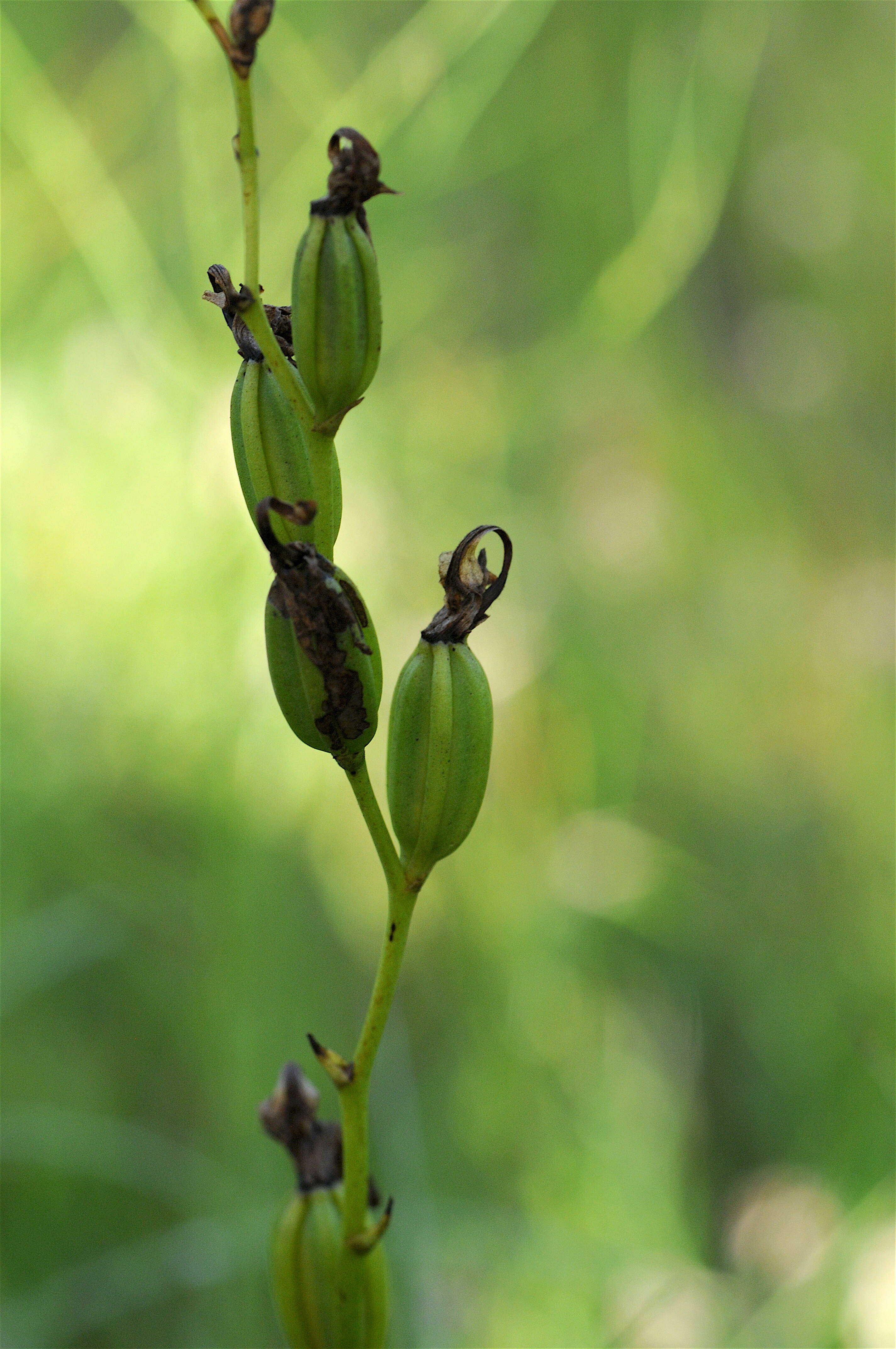 Image of tuberous grasspink