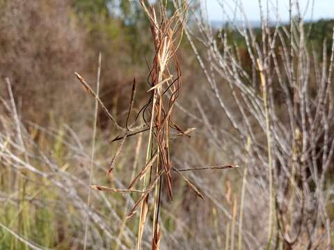 Imagem de Heteropogon