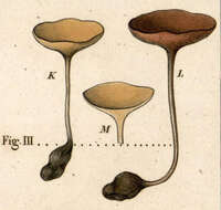 Image of Dumontinia tuberosa (Bull.) L. M. Kohn 1979