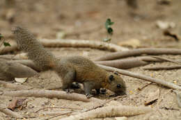 Image of Gray-bellied Squirrel