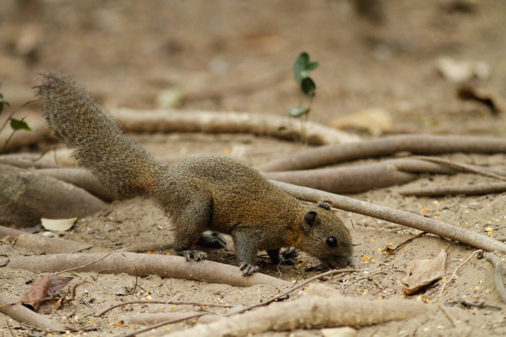 Image of Gray-bellied Squirrel