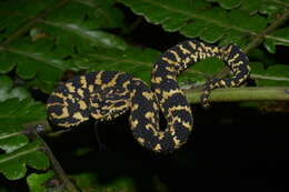 Image of Usambara Eyelash Viper