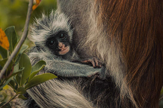 Plancia ëd Piliocolobus kirkii (Gray 1868)